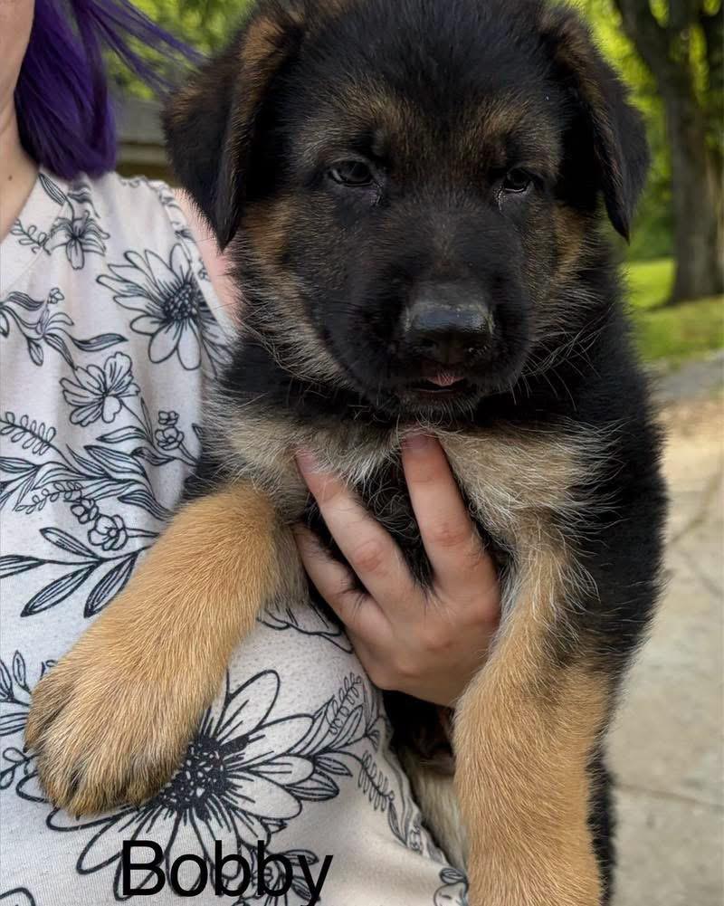 Bobby (Millie pup), adopted, Puppy Male German Shepherd Dog.