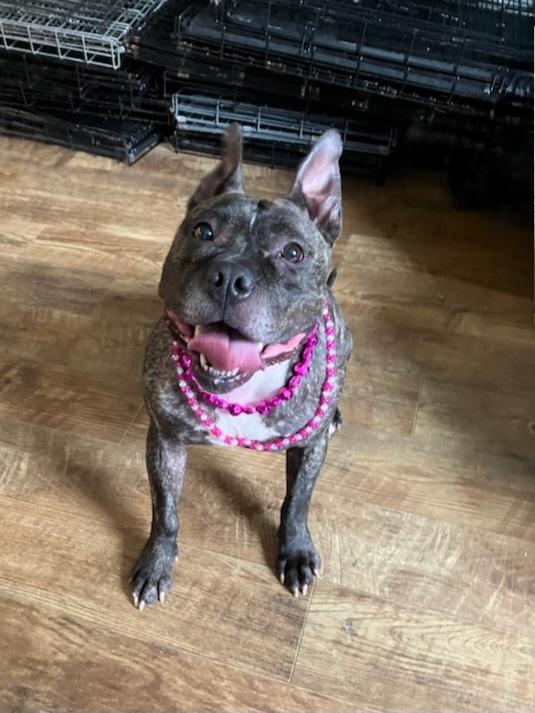 Enlarge Scarlett, a Adopted mixed breed in Terryville, CT image 1/6