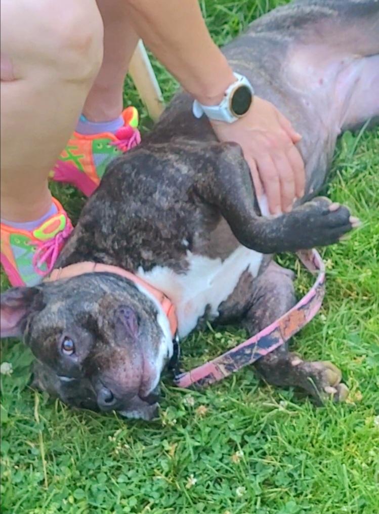 Enlarge Scarlett, a Adopted mixed breed in Terryville, CT image 2/6