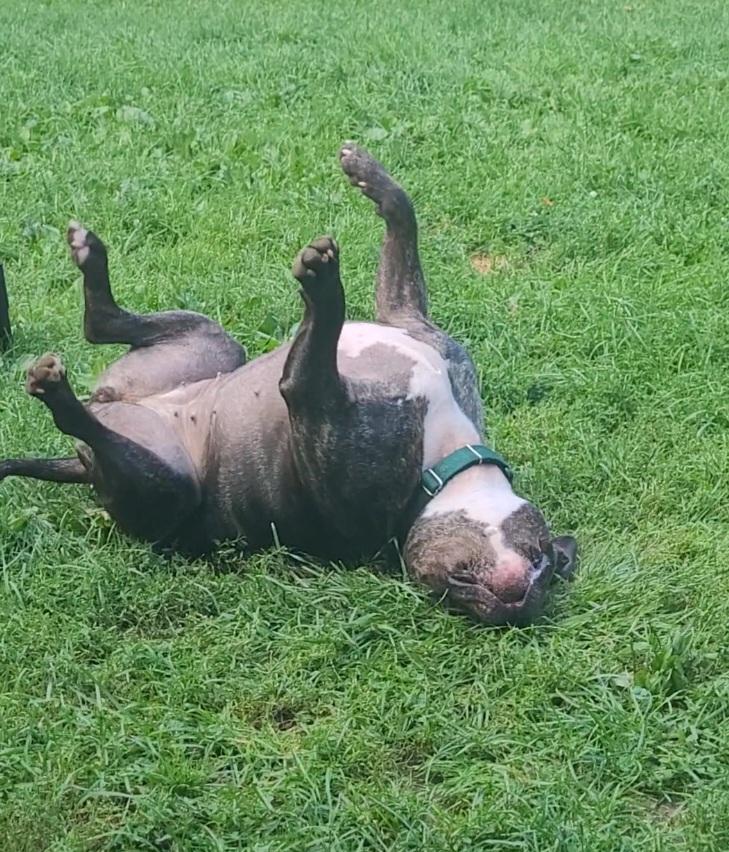 Enlarge Scarlett, a Adopted mixed breed in Terryville, CT image 3/6