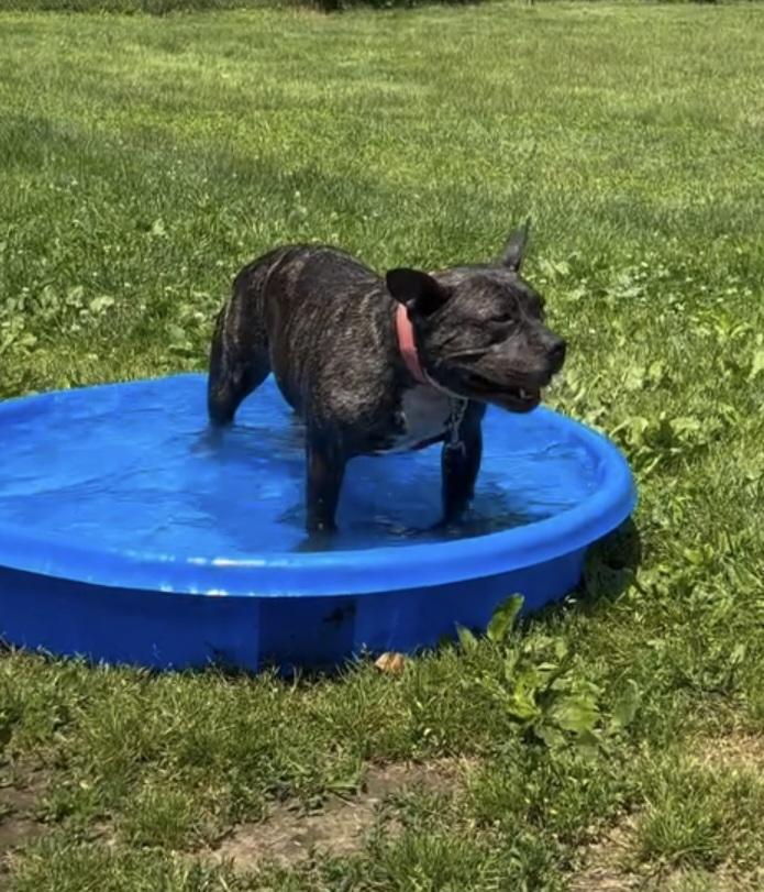 Enlarge Scarlett, a Adopted mixed breed in Terryville, CT image 4/6