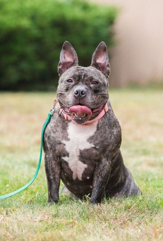Enlarge Scarlett, a Adopted mixed breed in Terryville, CT image 5/6