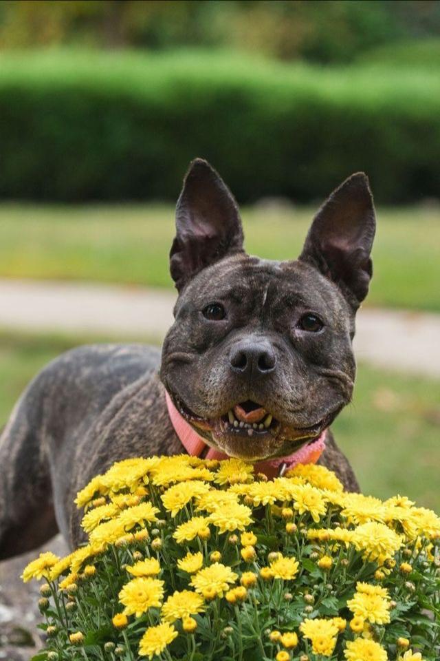 Enlarge Scarlett, a Adopted mixed breed in Terryville, CT image 6/6