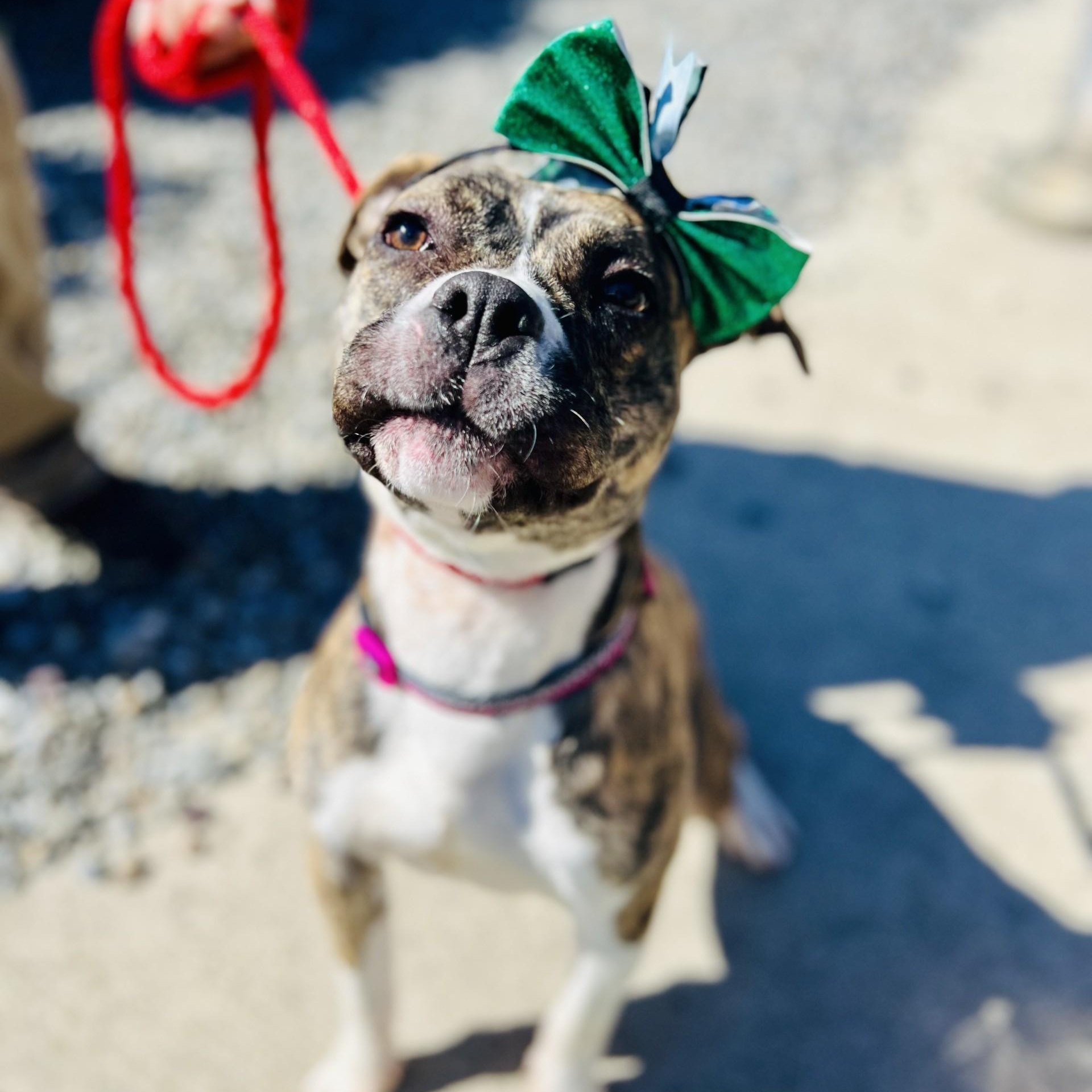Betty , a hold Pit Bull Terrier in Jackson, NJ image 2/4