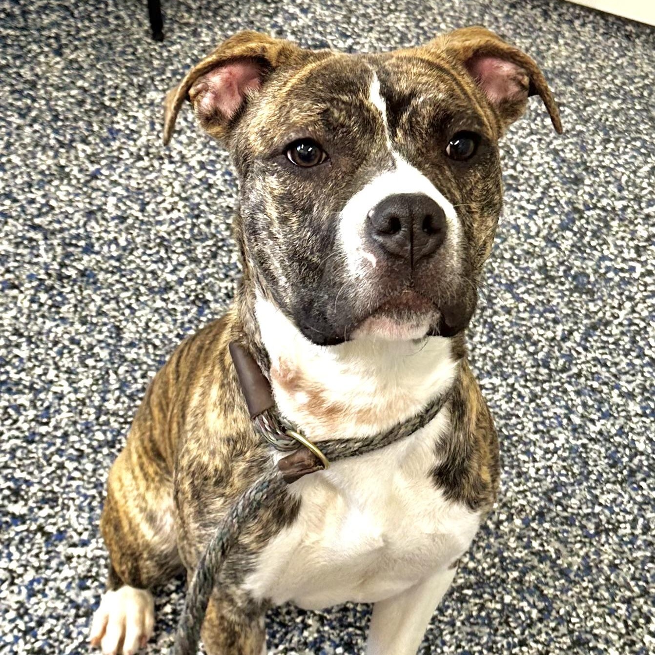 Betty , a hold Pit Bull Terrier in Jackson, NJ image 3/4