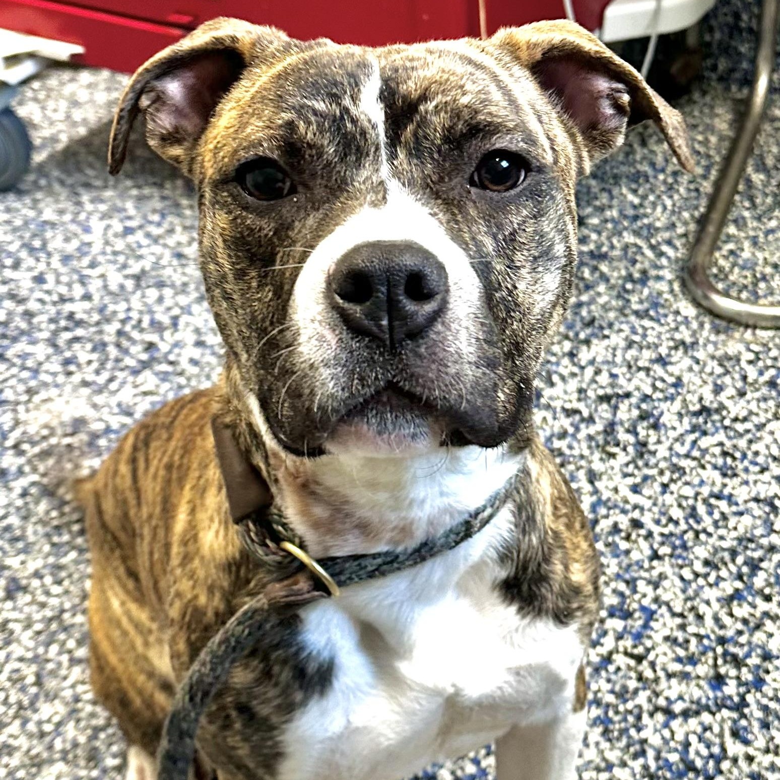 Betty , a hold Pit Bull Terrier in Jackson, NJ image 4/4