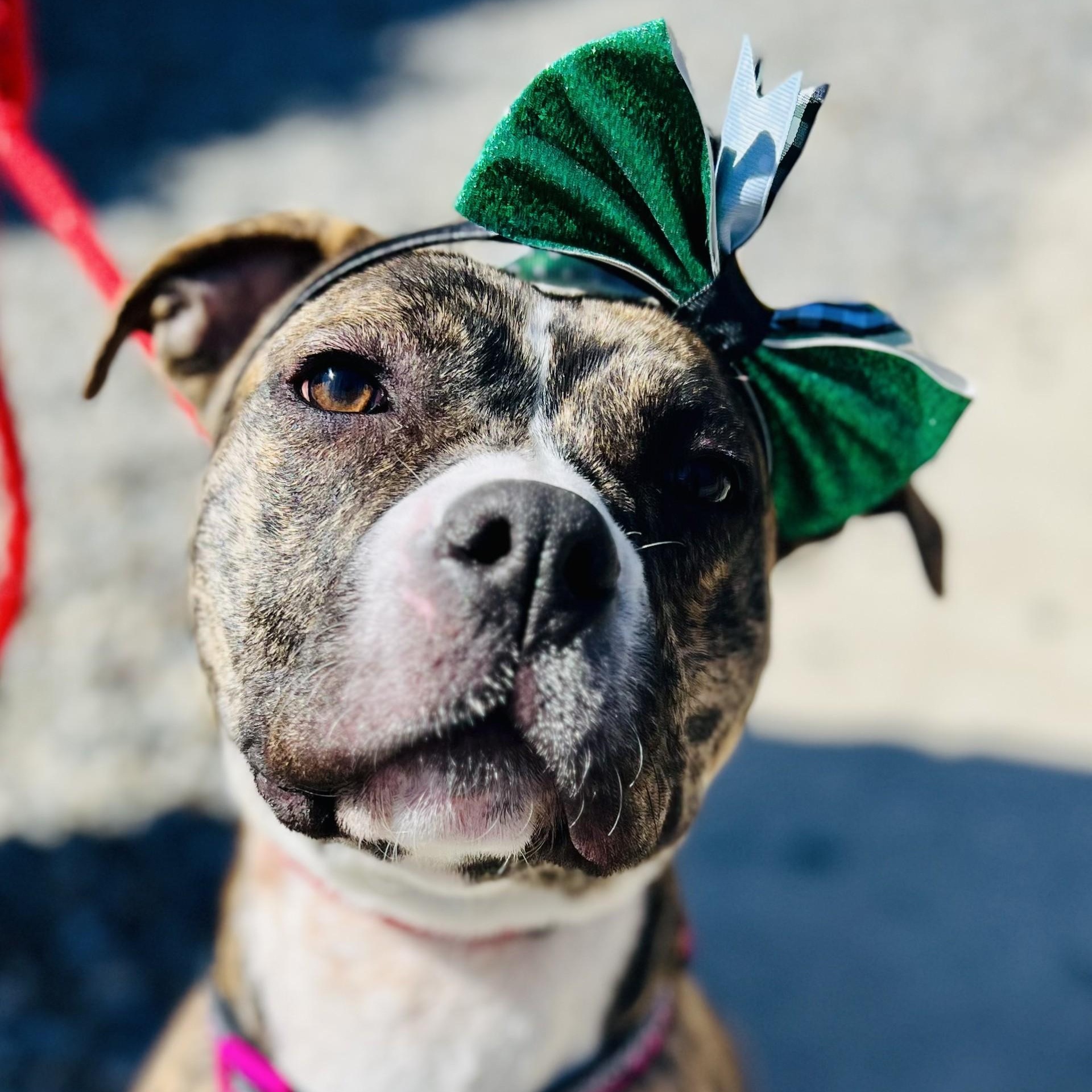 Betty , a hold Pit Bull Terrier in Jackson, NJ image 1/4
