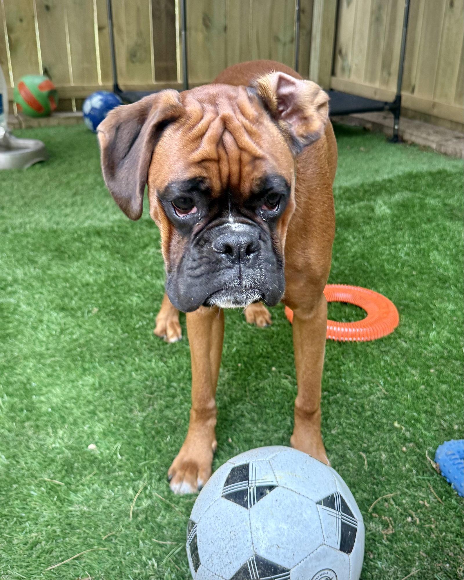Elliot, Adoptable, Young Male Boxer.