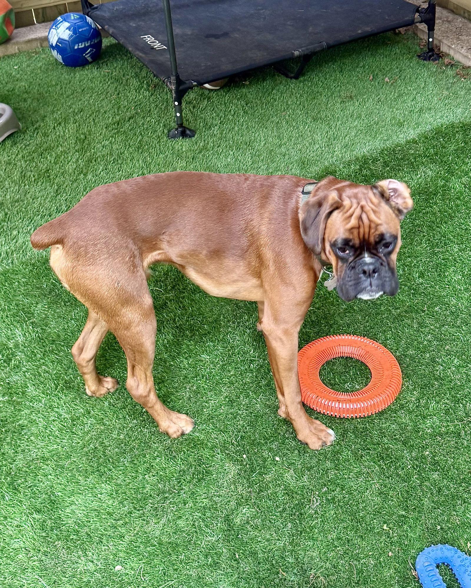 Elliot, a Adoptable Boxer in Monticello, NY image 2/2