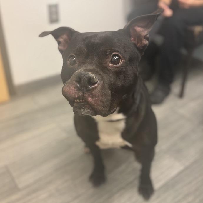 Rocky, Adoptable, Adult Male Mixed Breed.