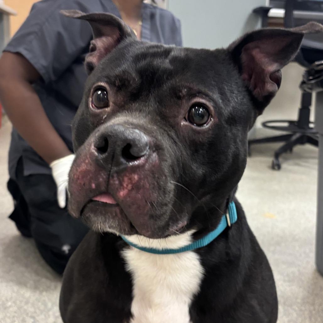 Enlarge Rocky, a Adoptable Mixed Breed in Jacksonville, FL image 2/4