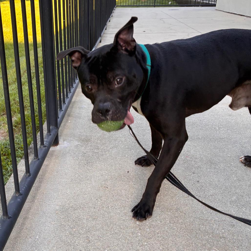 Enlarge Rocky, a Adoptable Mixed Breed in Jacksonville, FL image 4/4