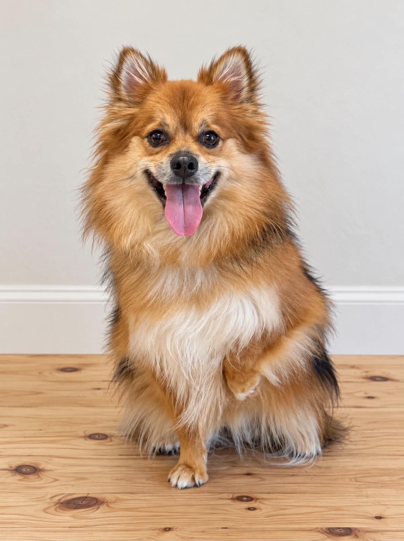 Mochi, Adoptable, Young Female Pomeranian.