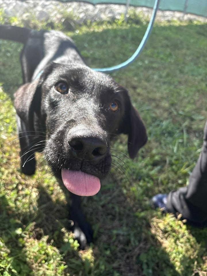 Enlarge Goose, a Adoptable mixed breed in Munfordville, KY image 4/5