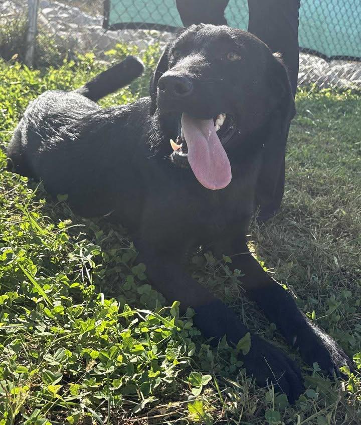 Enlarge Goose, a Adoptable mixed breed in Munfordville, KY image 2/5