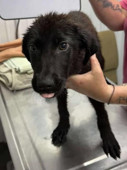 Enlarge Goose, a Adoptable mixed breed in Munfordville, KY image 5/5