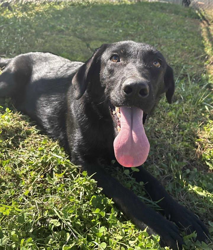 Goose, Adoptable, Young Male Black Labrador Retriever.