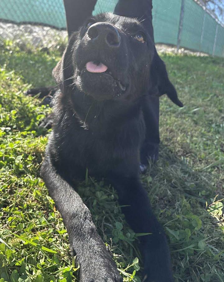 Enlarge Goose, a Adoptable mixed breed in Munfordville, KY image 3/5