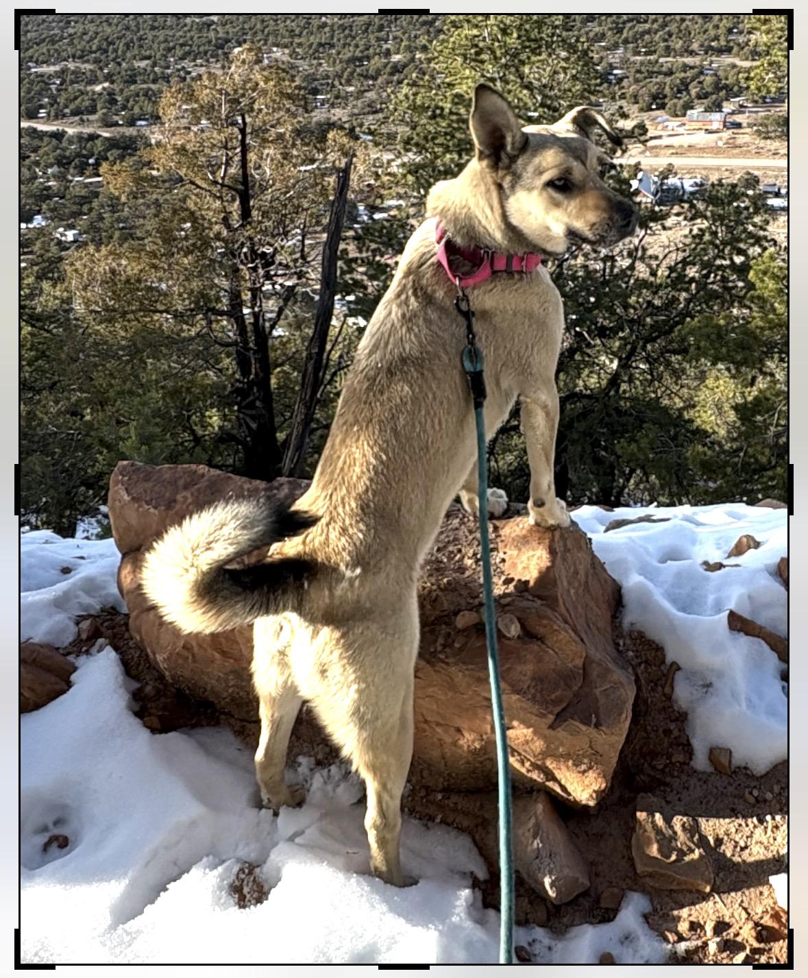 Enlarge Kaylee, a Adoptable Shepherd in Farmington, NM image 1/2