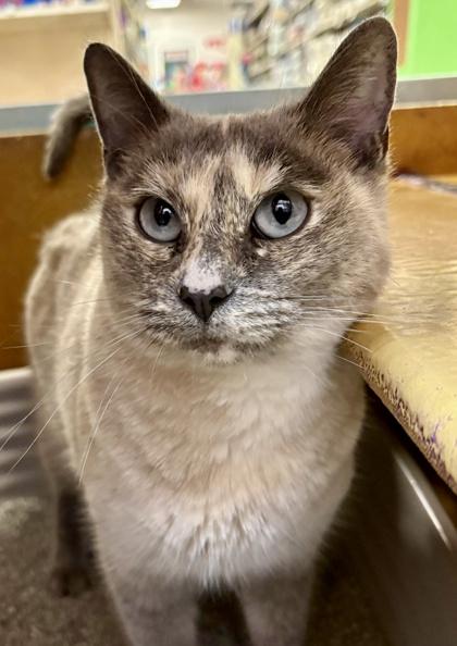 Enlarge Osuna, a Adoptable mixed breed in San Diego, CA image 1/3