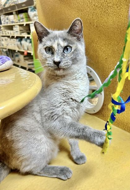 Enlarge Osuna, a Adoptable mixed breed in San Diego, CA image 2/3