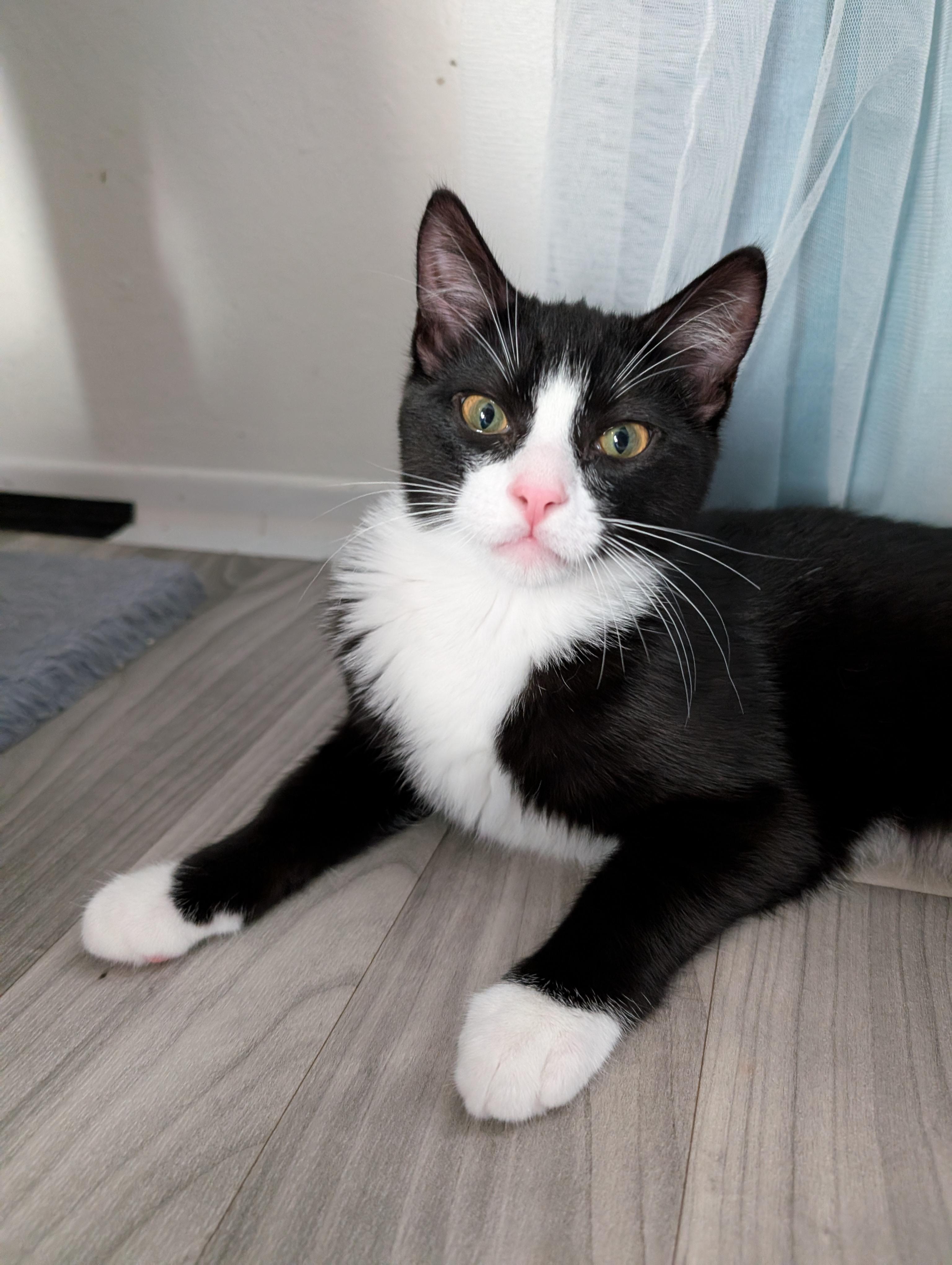 Ocean, adopted, Young Male Domestic Short Hair.