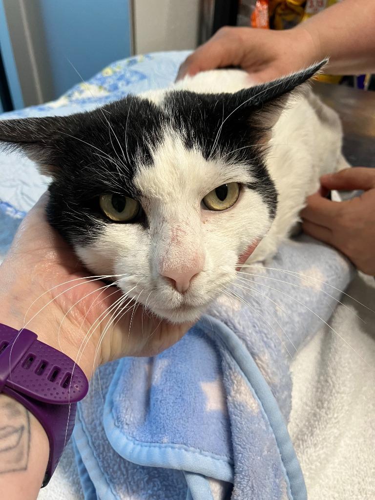 Enlarge Officer Mitch Bones, a Adoptable Domestic Short Hair in Mustang, OK image 1/1