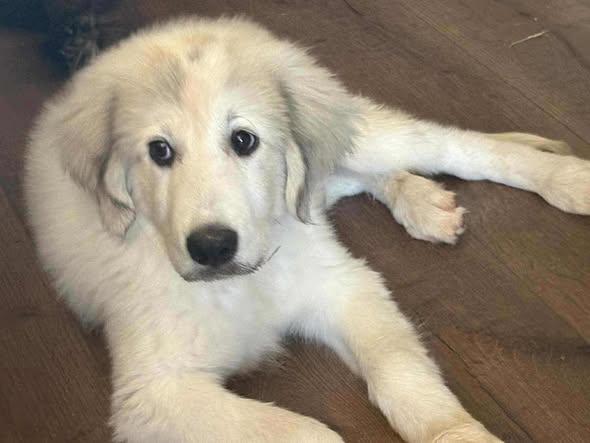 Jack, Adoptable, Puppy Male Great Pyrenees.