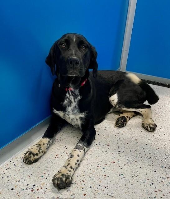 Jewels, Adoptable, Adult Female Great Dane & Pointer.