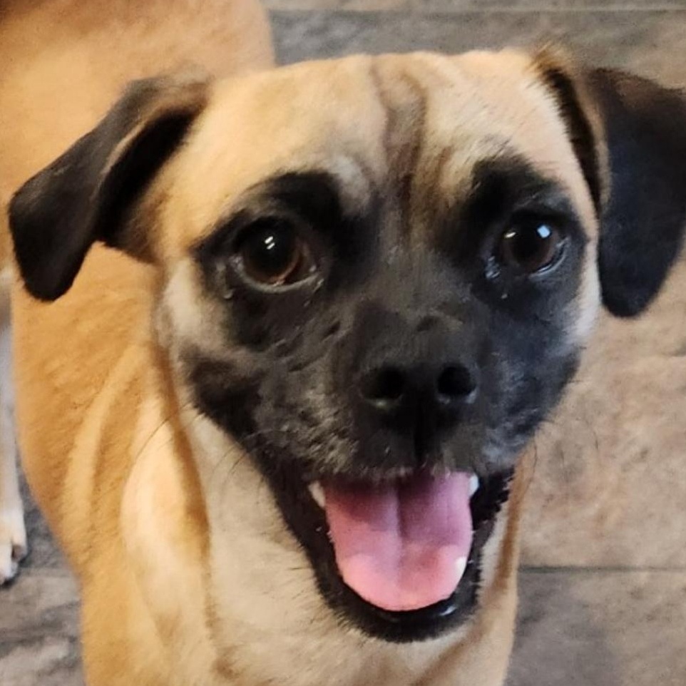 Lucy 3