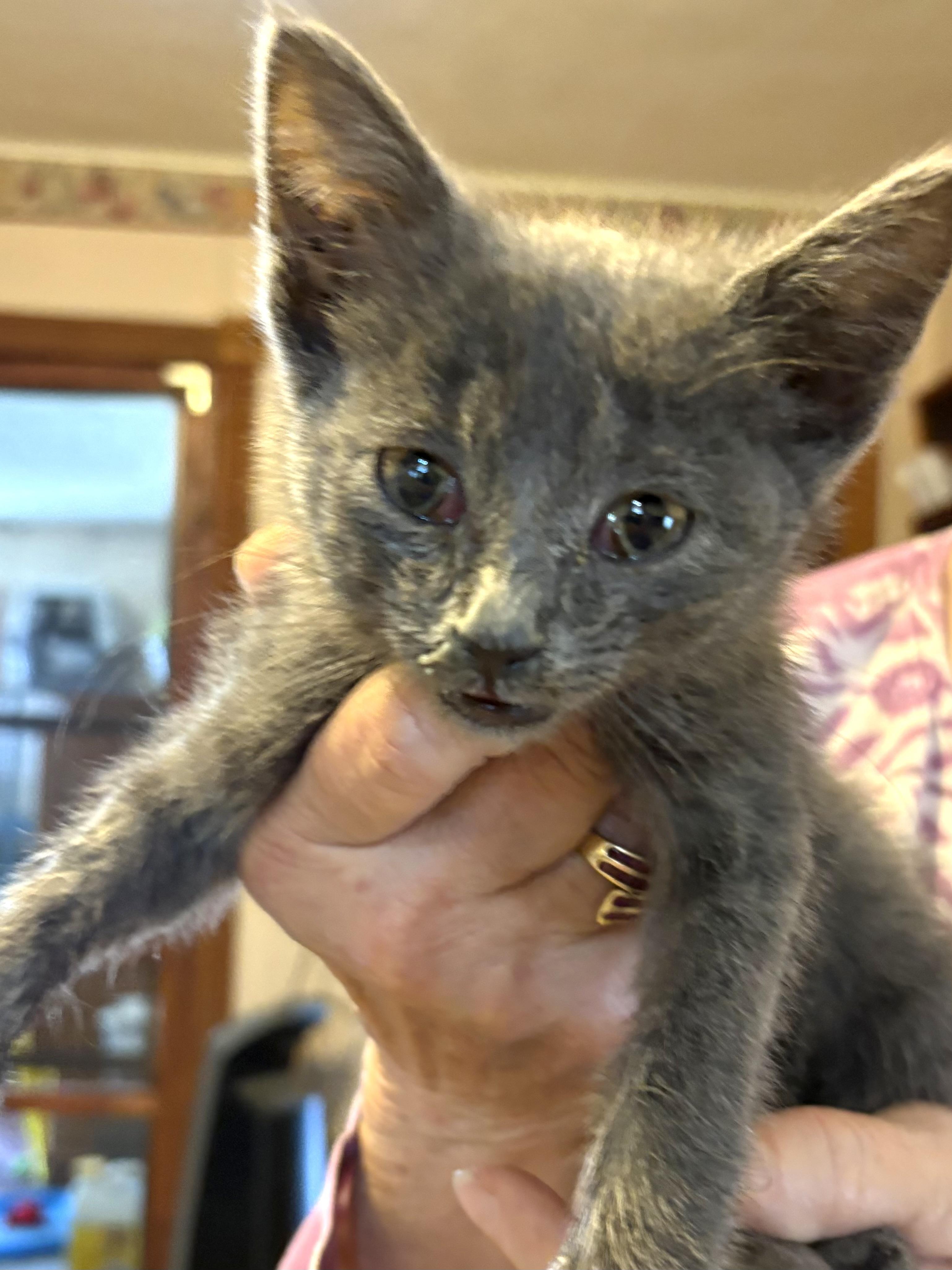 Foggy, an adopted Domestic Short Hair in Belvidere, IL image 2/2