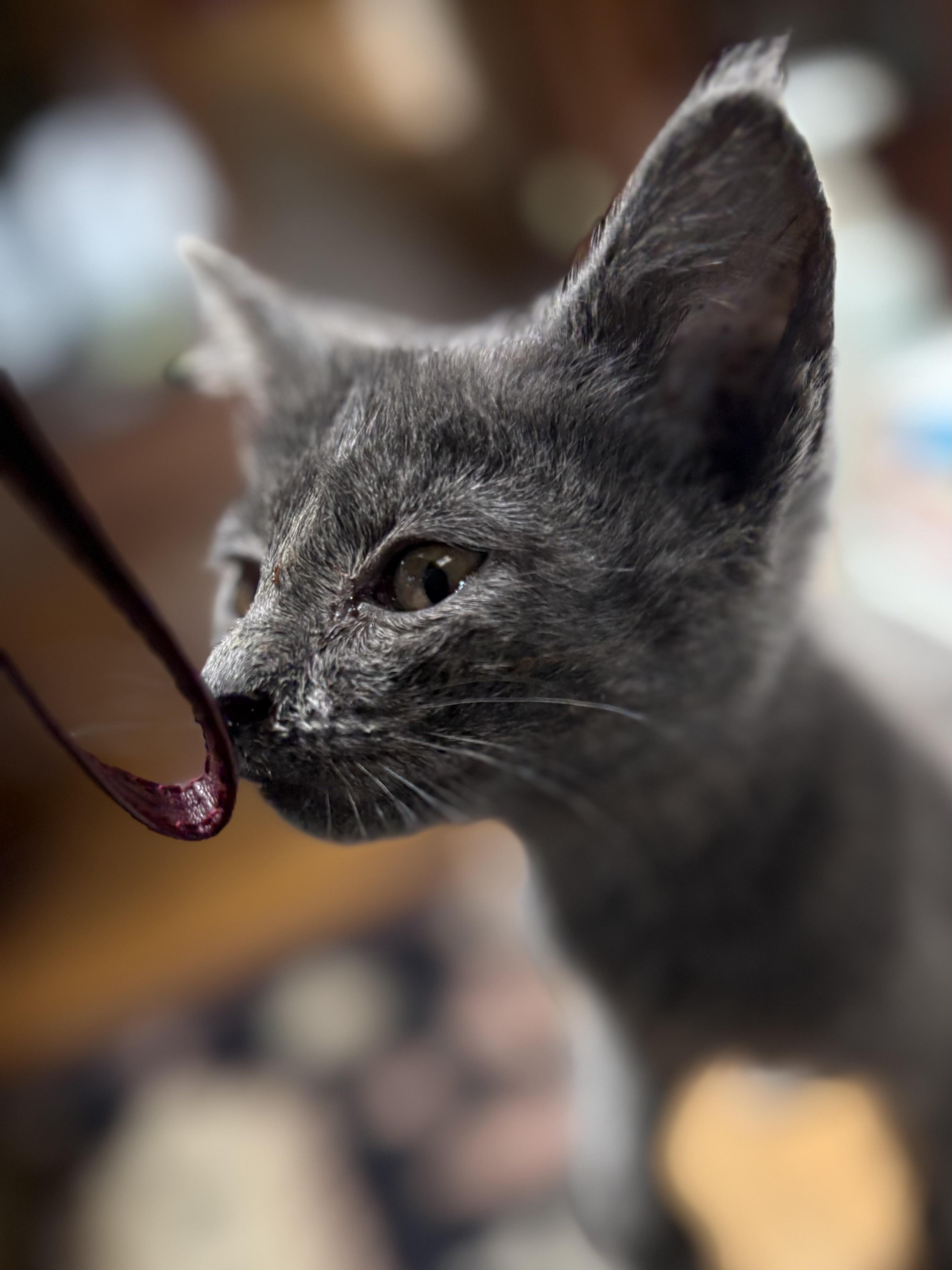 Foggy, an adopted Domestic Short Hair in Belvidere, IL image 1/2
