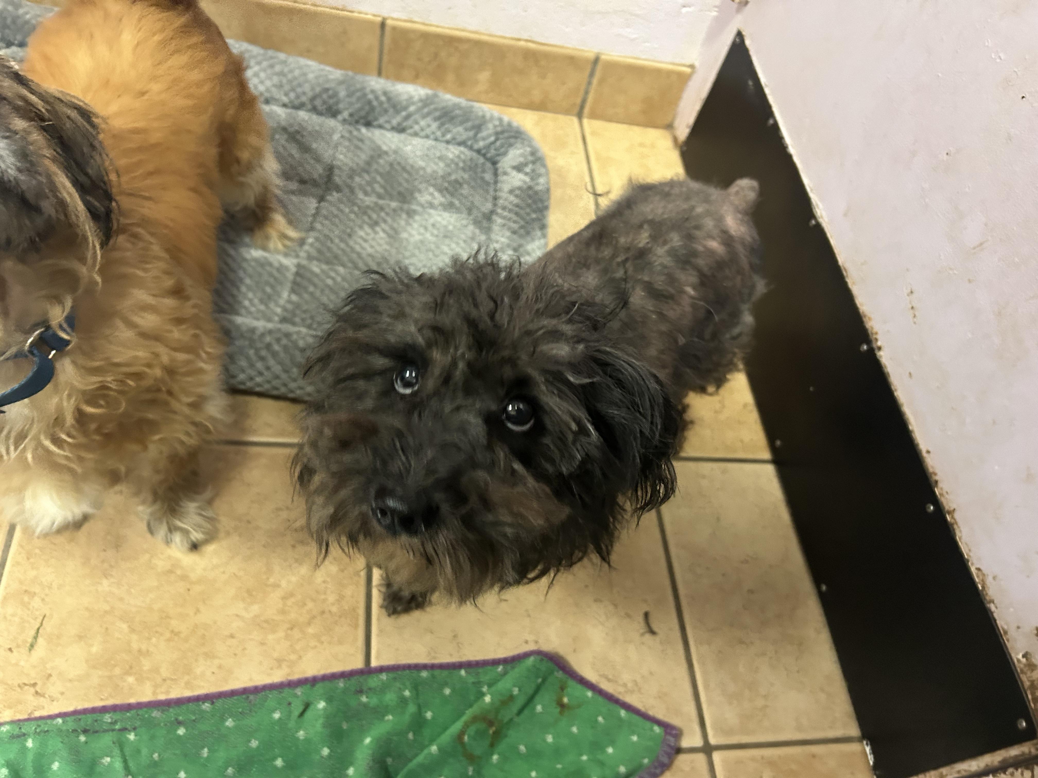 Enlarge Luna, an adopted mixed breed in Oak Ridge, NJ image 3/6