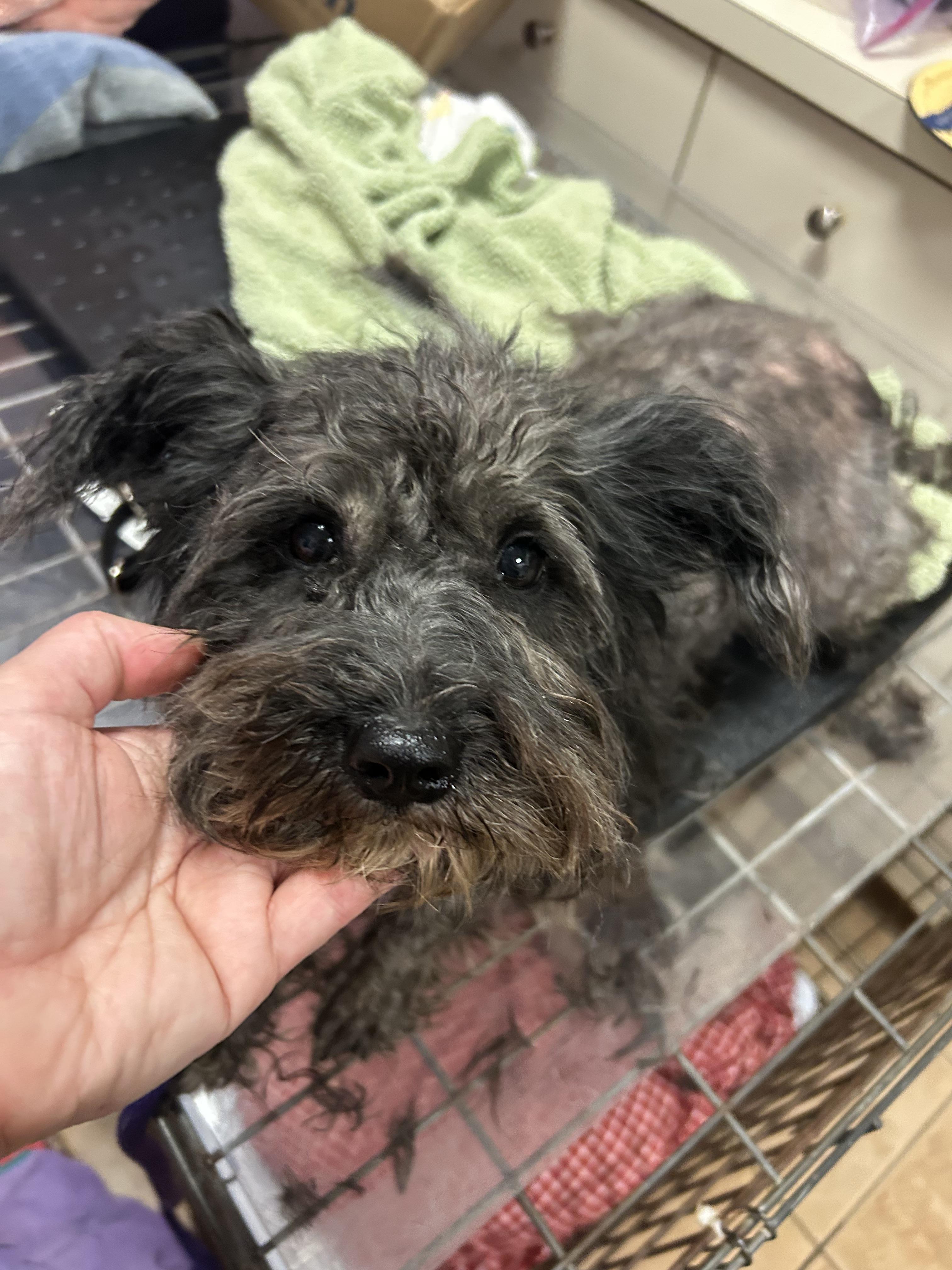 Enlarge Luna, an adopted mixed breed in Oak Ridge, NJ image 6/6