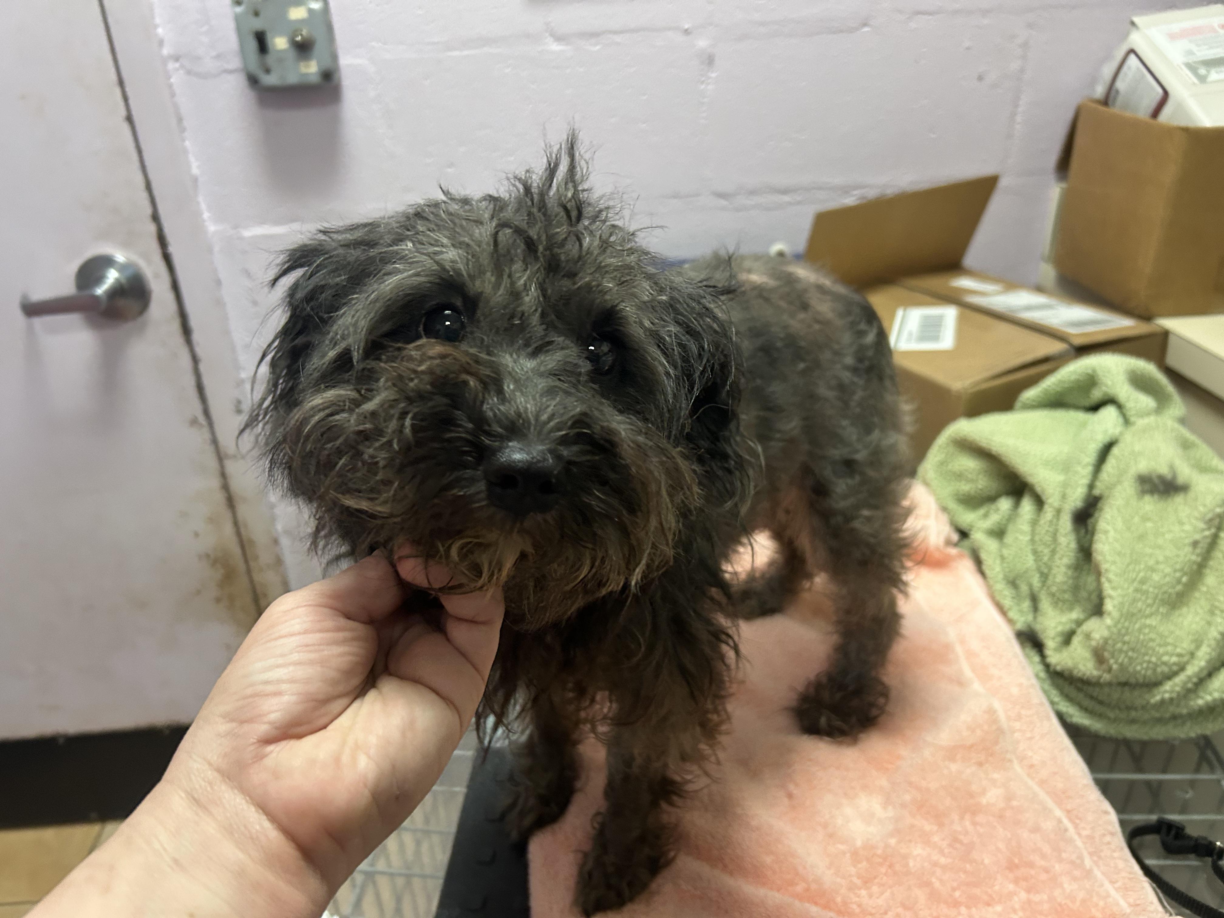 Enlarge Luna, an adopted mixed breed in Oak Ridge, NJ image 1/6