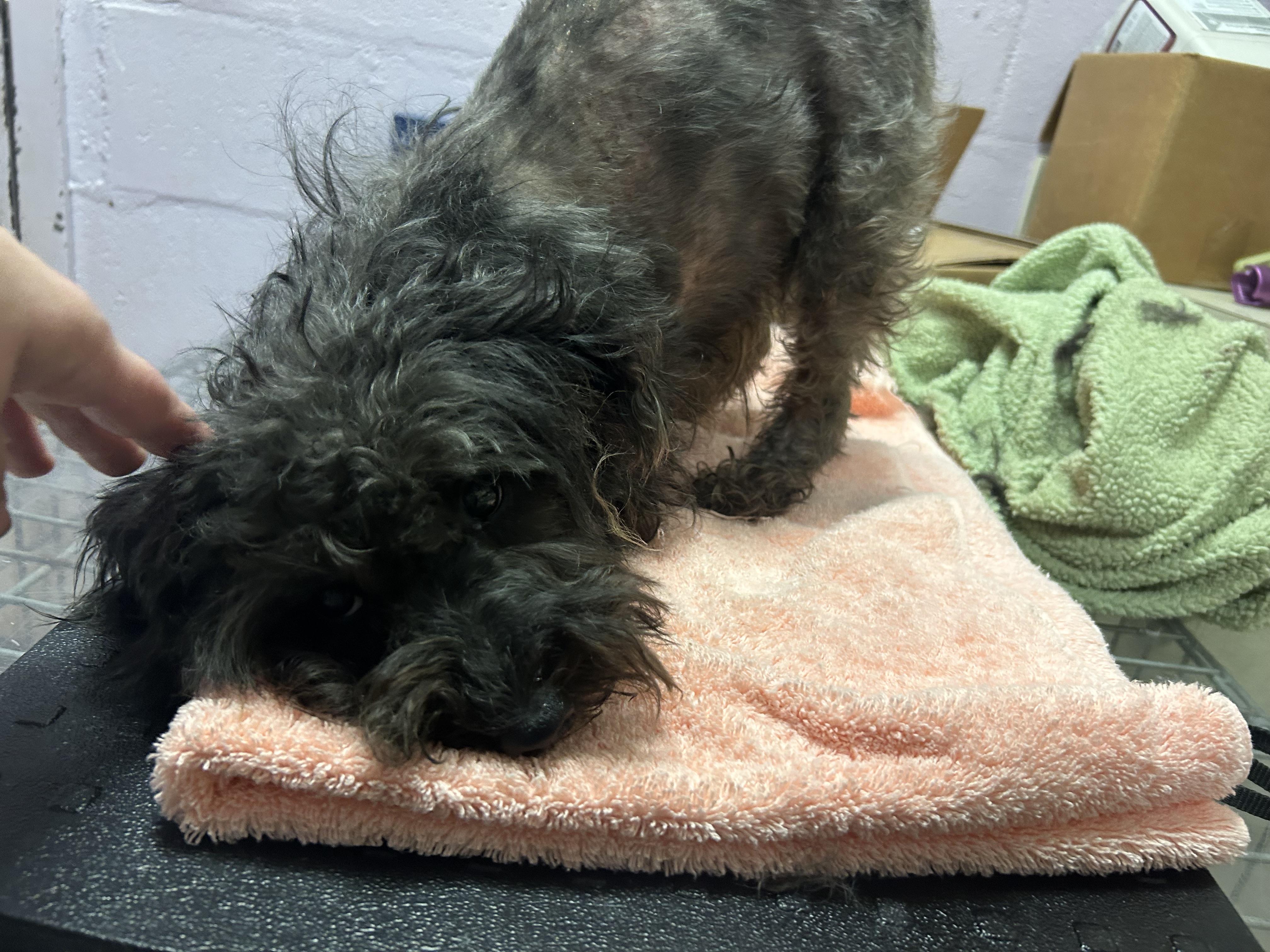 Enlarge Luna, an adopted mixed breed in Oak Ridge, NJ image 4/6