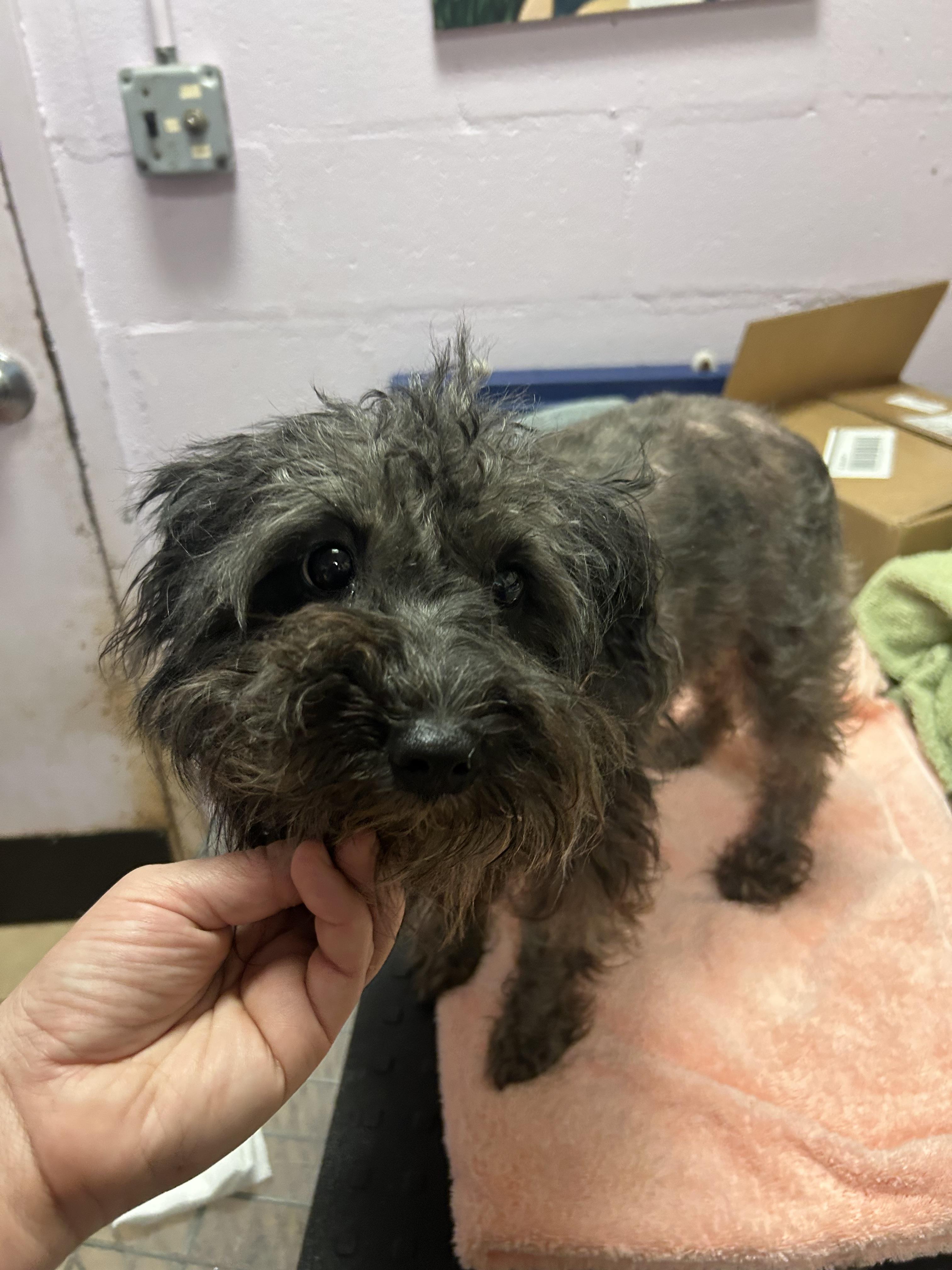 Enlarge Luna, an adopted mixed breed in Oak Ridge, NJ image 5/6