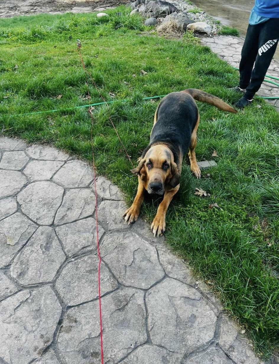 Reese, Adopted, Young Female Bloodhound.