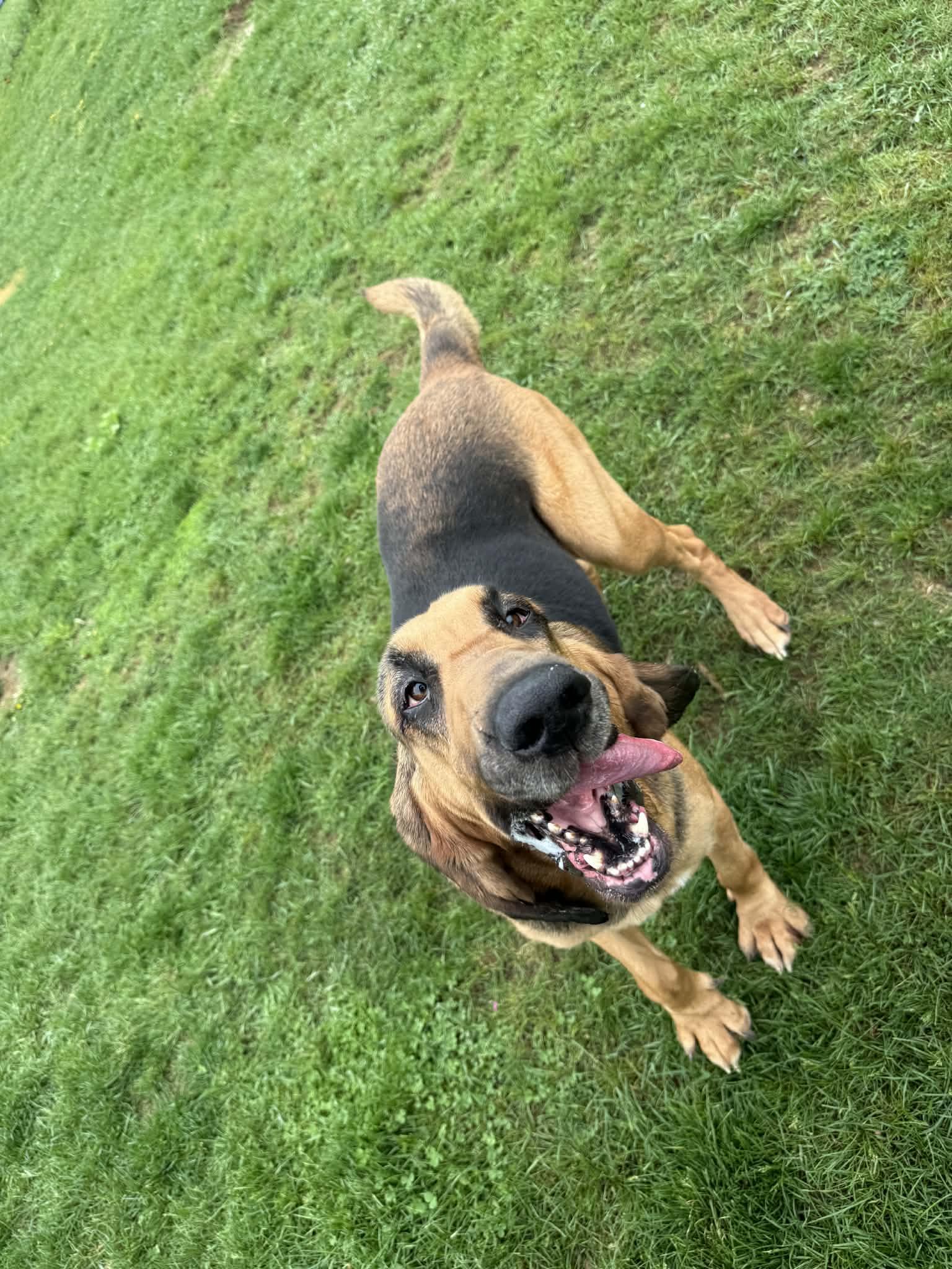 Enlarge Reese, a Adopted Bloodhound in Clinton, MI image 2/2