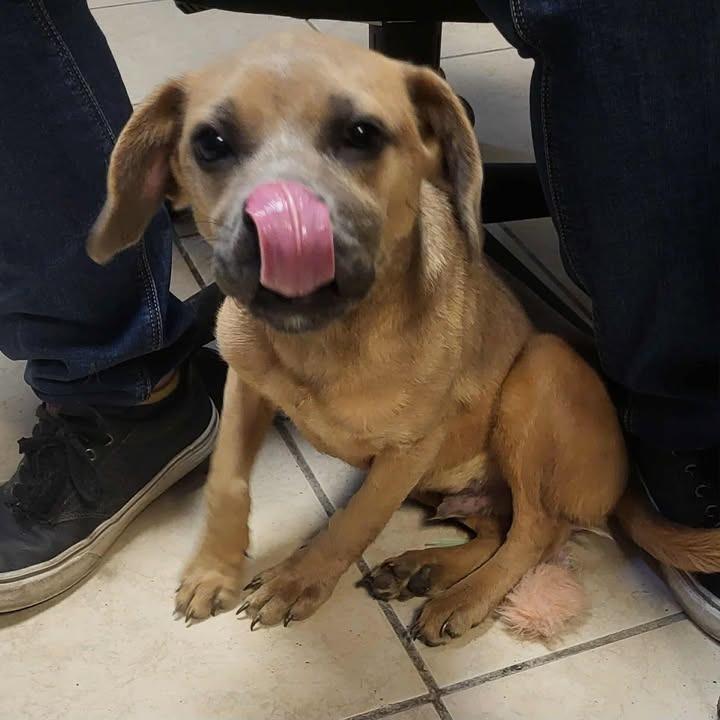 Toby, Adoptable, Puppy Male Black Mouth Cur.