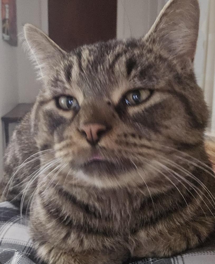 Mr. Sad Eyes, Adoptable, Adult Male Domestic Short Hair.