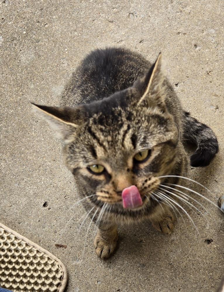 Mr. Sad Eyes, Adoptable, Adult Male Domestic Short Hair.