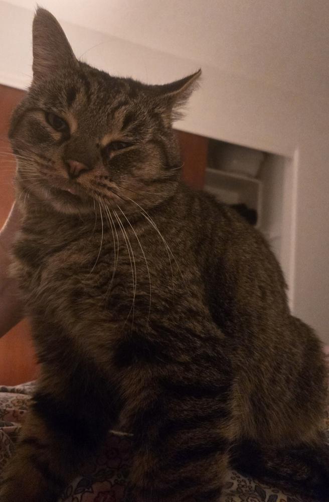 Enlarge Mr. Sad Eyes, a Adoptable mixed breed in Plymouth, MI image 3/6