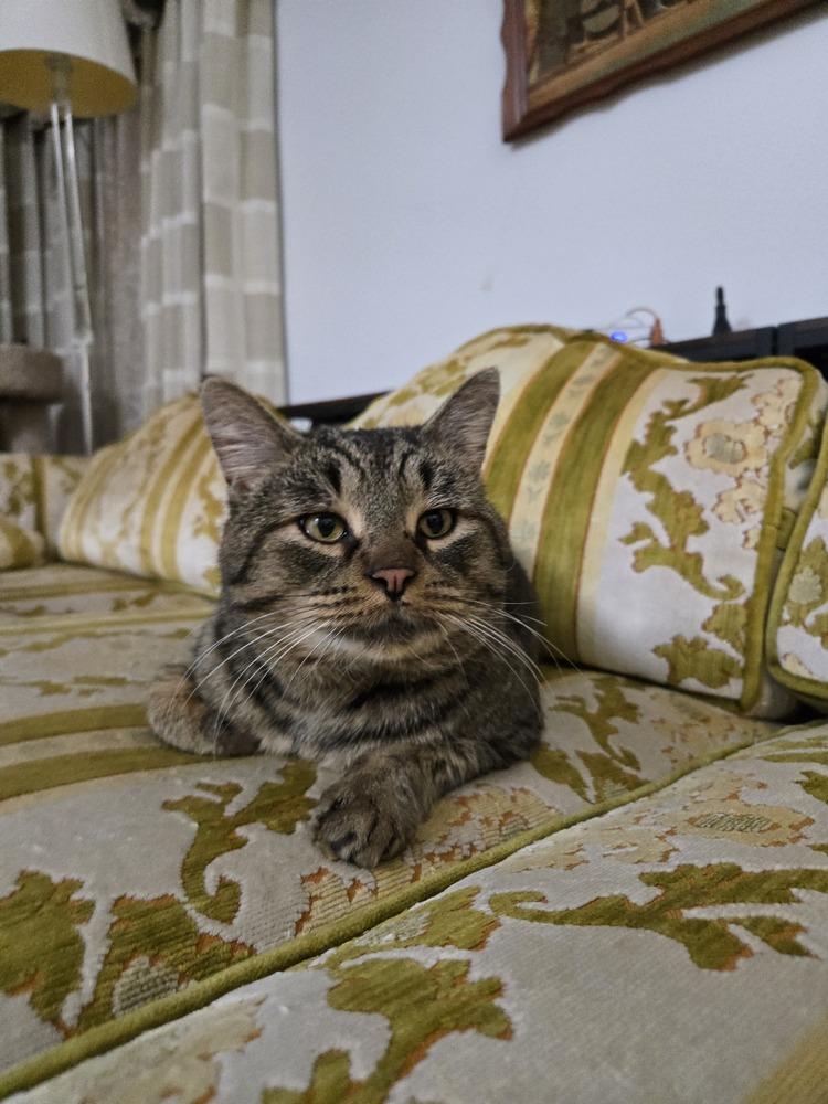 Enlarge Mr. Sad Eyes, a Adoptable mixed breed in Plymouth, MI image 4/6