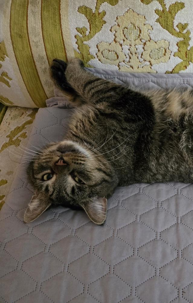 Enlarge Mr. Sad Eyes, a Adoptable mixed breed in Plymouth, MI image 5/6