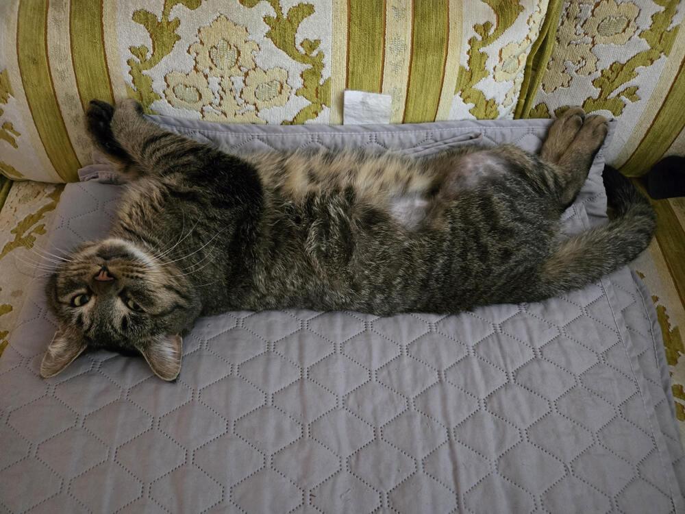 Enlarge Mr. Sad Eyes, a Adoptable mixed breed in Plymouth, MI image 6/6