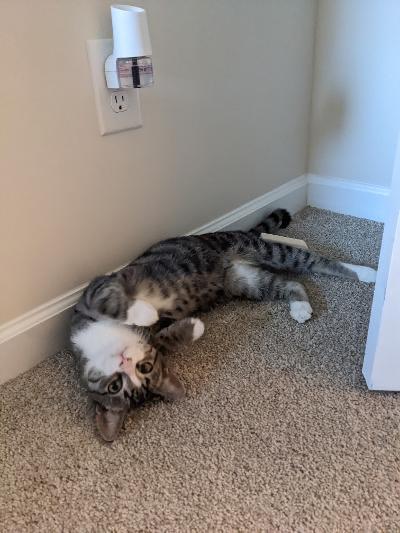 Drew ( th), Adoptable, Adult Male Tabby & Domestic Short Hair.