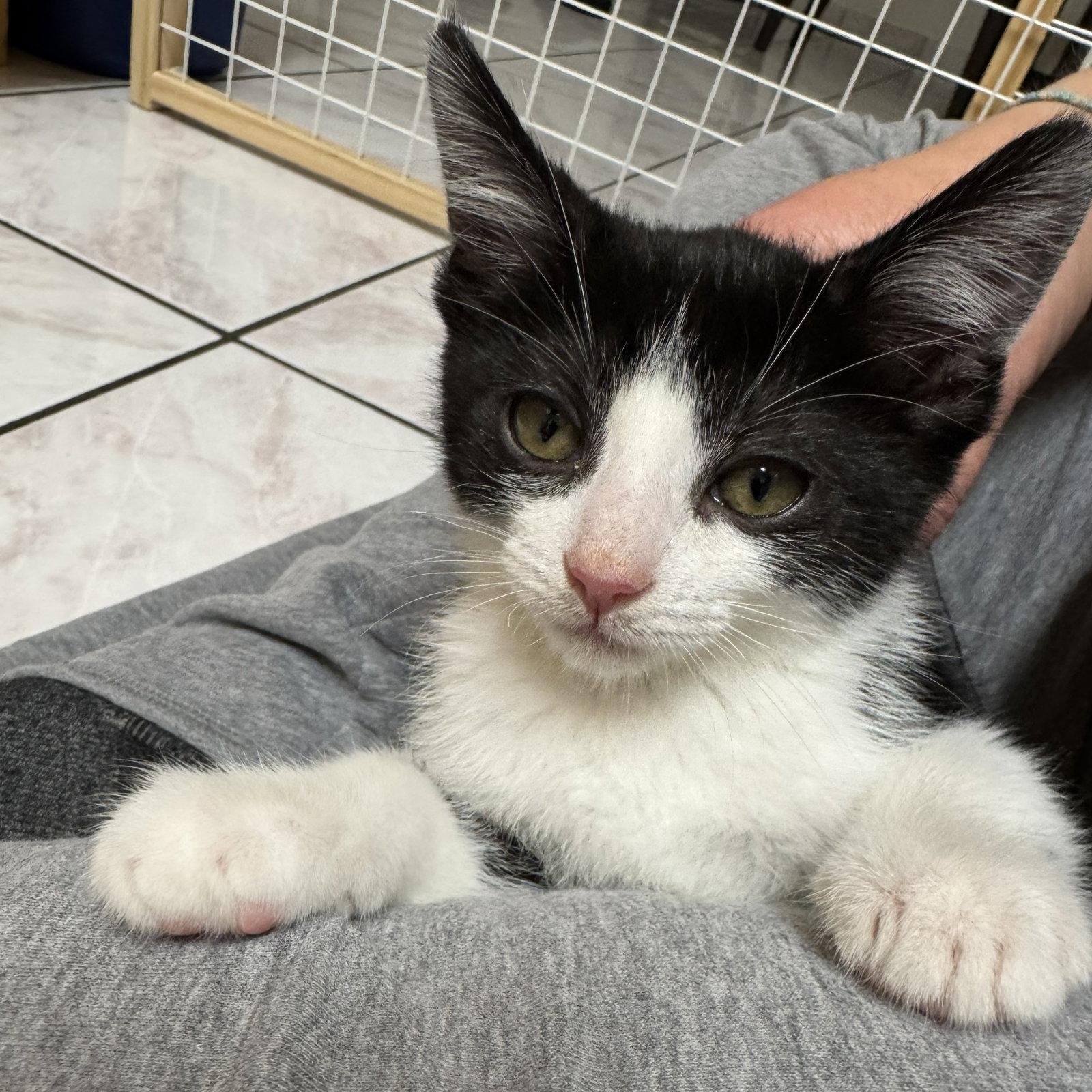 Mei Lee, Adoptable, Kitten Female Domestic Short Hair.