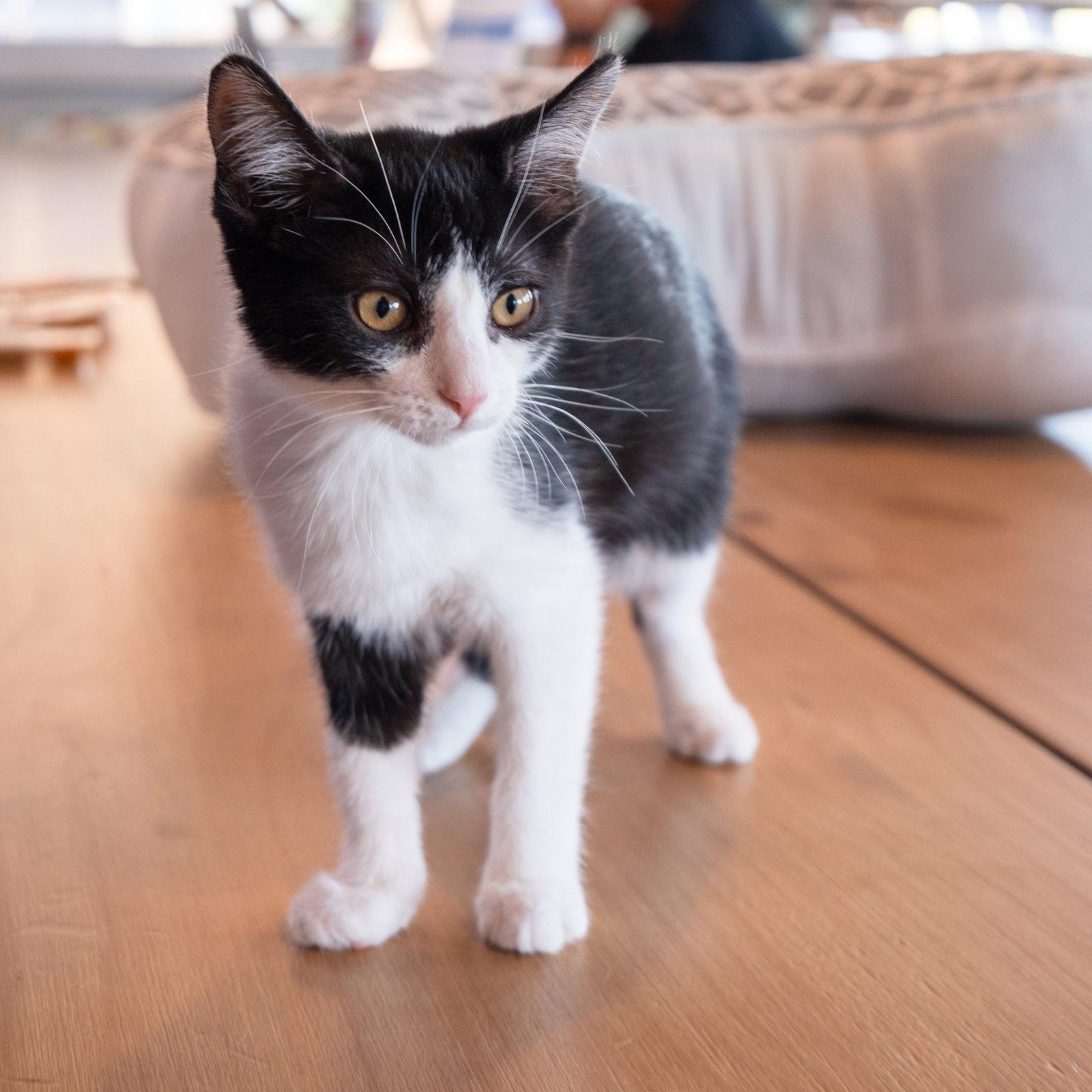 Enlarge Mei Lee, a Adoptable Domestic Short Hair in San Jose, CA image 2/3