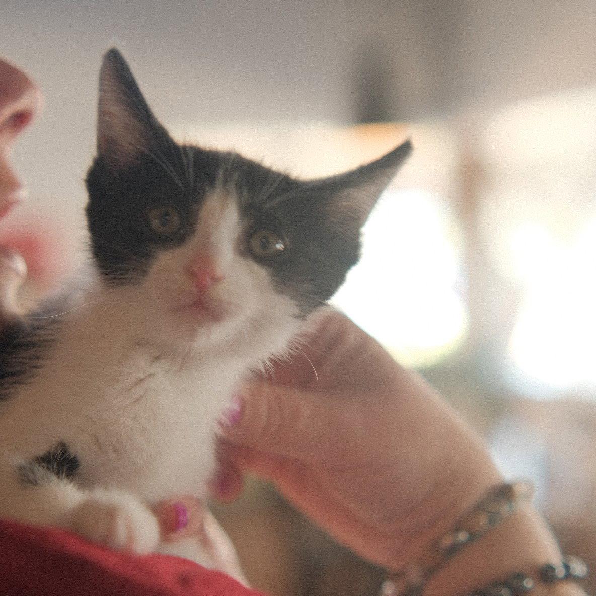 Enlarge Mei Lee, a Adoptable Domestic Short Hair in San Jose, CA image 3/3